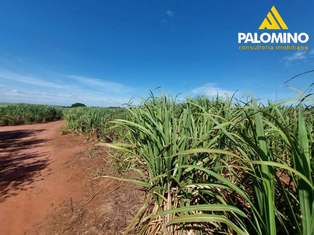 #53 - Chácara para Venda em Araraquara - SP - 3